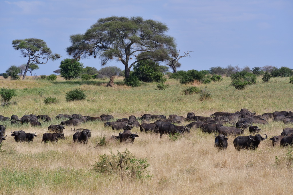 Tarangire NP